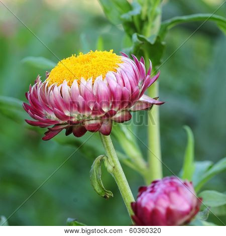Close Up Of Straw Flower