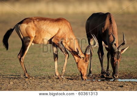 Red hartebeest (Alcelaphus buselaphus) drinking water, Kalahari, South Africa