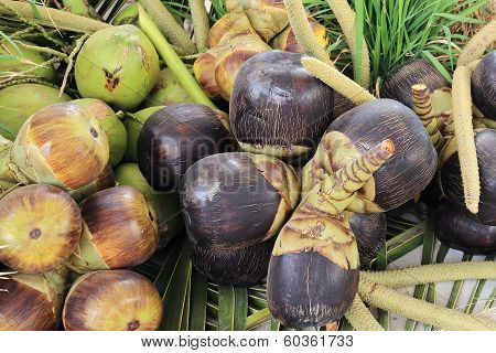 Asian Palmyra Palm Or Toddy Palm