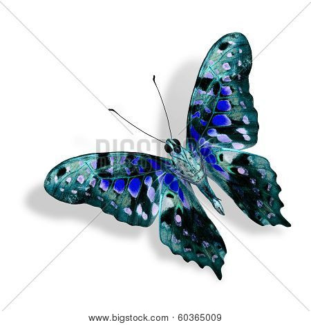 Beautiful Nice Blue Butterfly