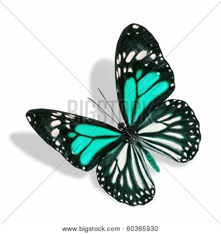 Flying Green And White Butterfly Isolated On White Background