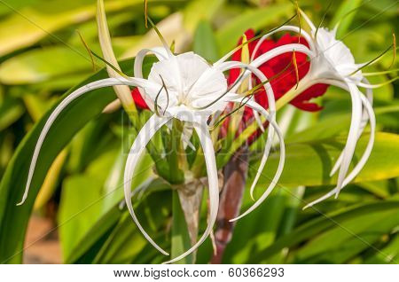 Flowers In Mumbai