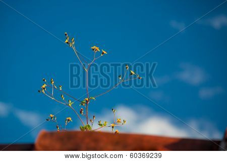 Leontodon Dandelion Flower Blossoming On Tile Roof
