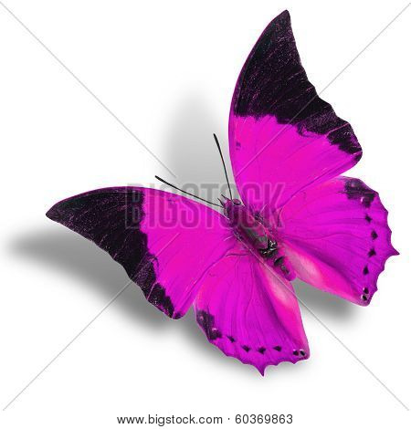 The Flying Pink Butterfly Isolated On White Background With Soft Shadow