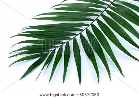 Green leaf  of palm tree (Howea) isolated on white