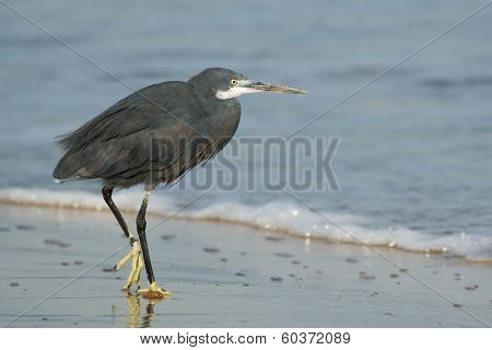 Western Reef Heron Walking On The Beach