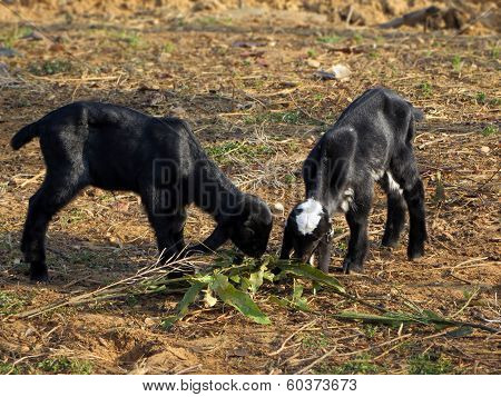 Goat Kids
