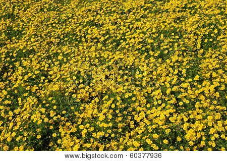 Chrysanthemum coronarium blossom