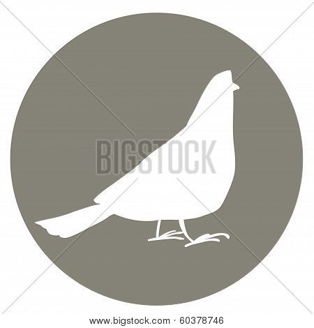Pigeon