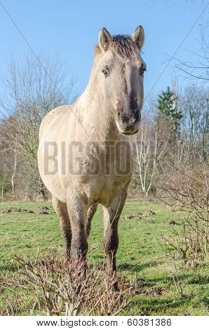 Konik horse