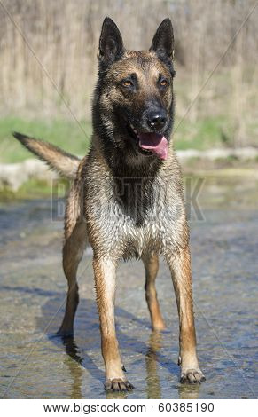 Malinois In The River