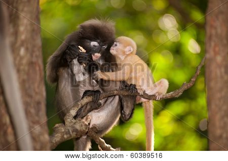 Mother And Son Monkeys Are Mischievous ( Presbytis Obscura Reid ).