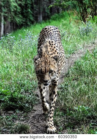 Predatory Cheetah in Zoo Prague, Czech Republic