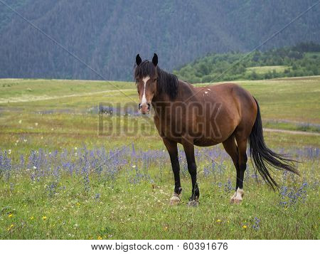 Horse