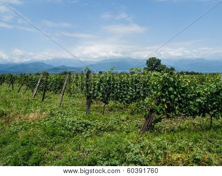 Vineyard in Kakheti