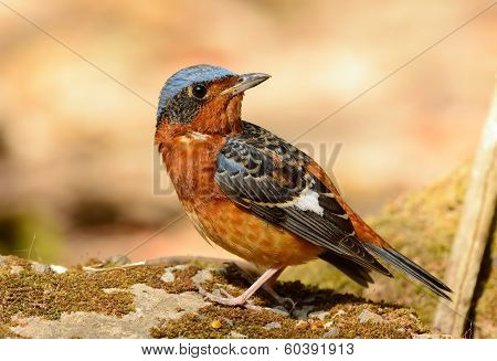 White-throated Rock-thrush