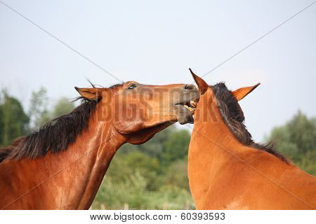 Two Brown Horses Nuzzling Each Other