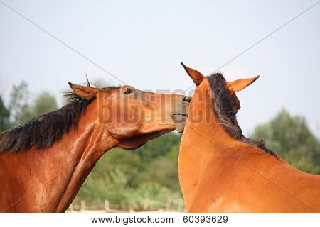 Two Brown Horses Nuzzling Each Other