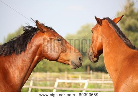 Two Brown Horses Nuzzling Each Other