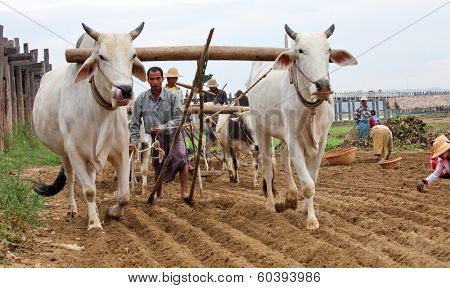 AMARAPURA, MYANMAR - DEC 09, 2013: Plowing rice fields with an ox team. The farmers plows the land ancient method using oxen