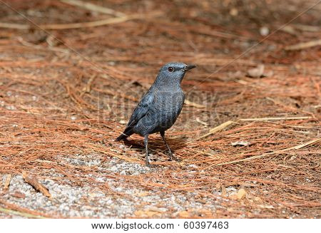 Blue Rock Thrush