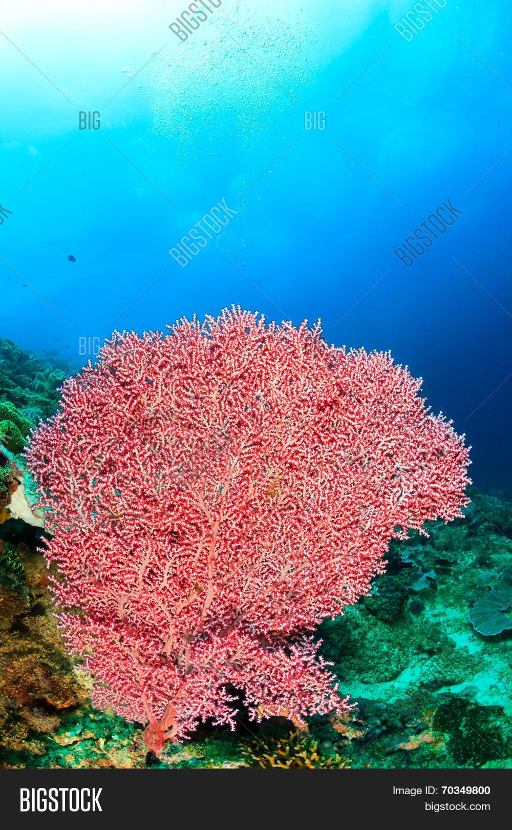 Pink Soft Corals Image & Photo (Free Trial) Bigstock