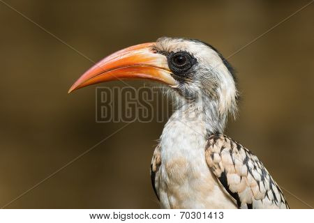A Portrait Of A  Western Red-billed Hornbill (tockus Erythrorhynchus)