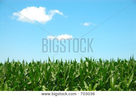 Corn Sky Clouds