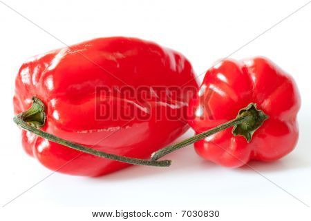 Habanero