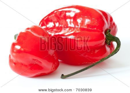 Habanero