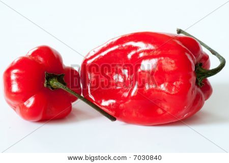Habanero