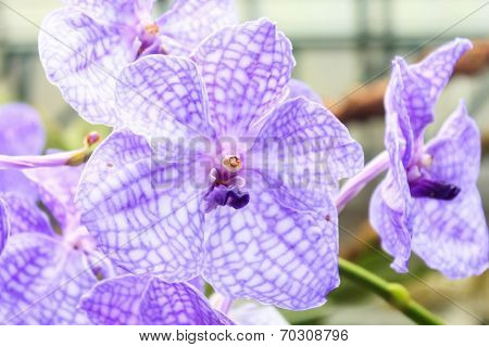 Orchids(vanda)
