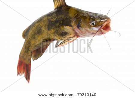 Catfish isolated on white