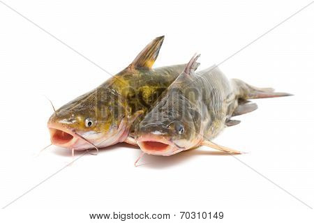Catfish isolated on white