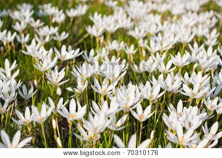 Rain Lily blooming