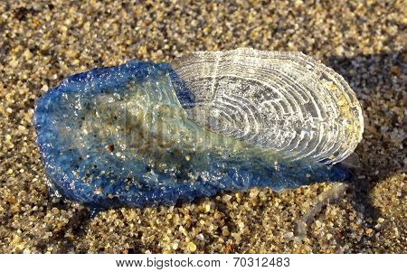 By-the-wind Sailor On Sand