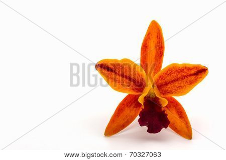 Orchid Flower Blooming Of Cattleya Hybrids, Tropical In Thailand.