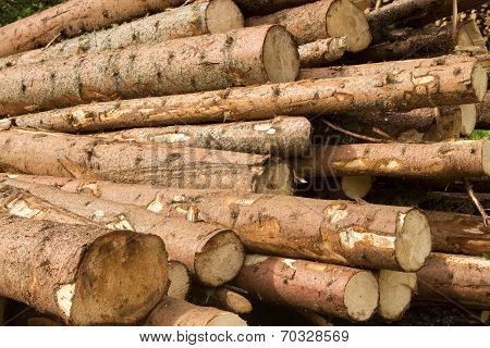 Tree Trunks