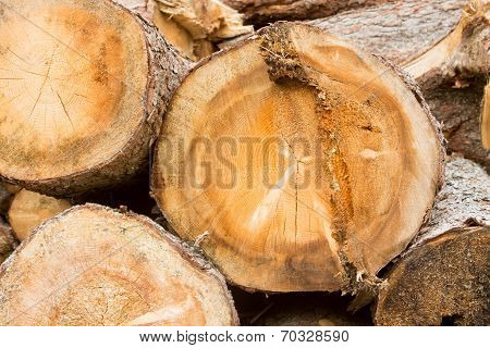 Tree Trunks