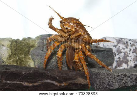 Antarctic Cancer Gliptonotus Antarcticus Among The Rocks