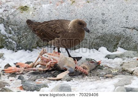 South Polar Skua Who Eats Dead Gentoo Penguin Chick