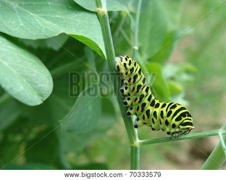 Insect