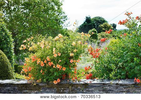 Decorative Bush With Pink Flowers Of Convolvulus