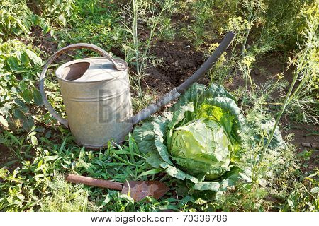 Scoop, Watering Can And Cabbage In Garden