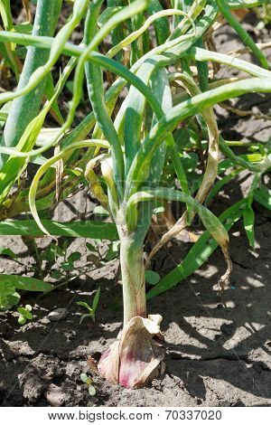 Chives Onion In Garden Ground