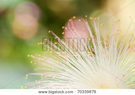 Fish Poison Tree Or Putat