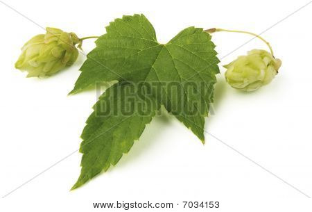 Hop