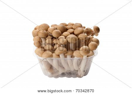 Brown Shimeji Mushroom