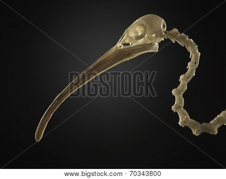 Bird Skeleton