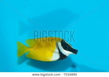 Foxface Lo In acquario